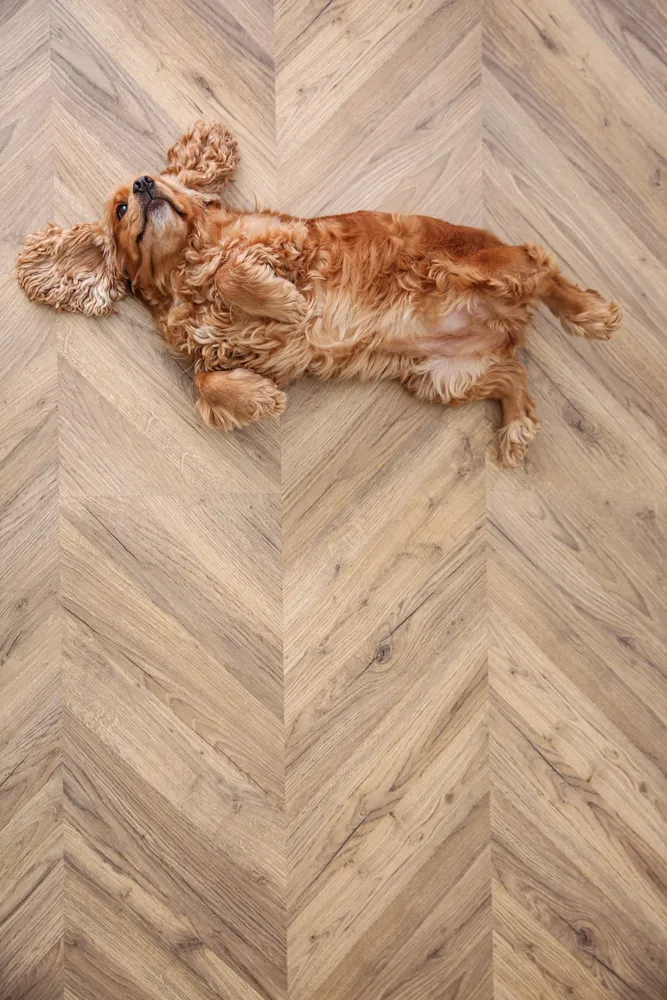 A cute dog laying belly-up on a hardwood floor.