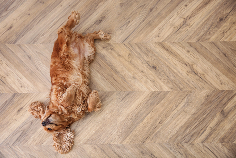 Pet-Friendly Flooring: Scuff-Resistant Options for Your Adventure Dogs